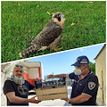 Ravello, Falco Pellegrino incapace di volare. Affidato a veterinari Asl [FOTO]