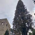 Ravello, lentamente muore (nell'indifferenza) lo storico cipresso di Villa Rufolo [FOTO]