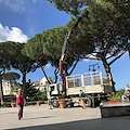 Ravello, pericolo pigne: stamani potatura dei pini in piazza [FOTO]