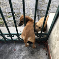 Ravello, si cercano due cuccioli di segugio maremmano. RITROVATI