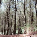 Sorrento, al via il rimboschimento della Pineta Le Tore