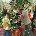 Successo per la “Festa contadina” a Sorrento: raccolti 2260 kg di olive dal fondo comunale