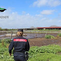 Sversamenti illeciti: denunciati i titolari di due aziende bufaline a Capaccio Paestum