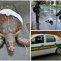 Tartaruga Caretta Caretta spiaggiata a Marina di Vietri [FOTO]