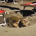 Tartaruga Carretta Carretta sulla spiaggia di Maiori, le posizioni delle minoranze 