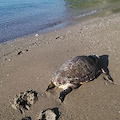 Tartaruga morta trovata sulla spiaggia di Vietri sul Mare [FOTO]