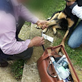 Tramonti: bocconi avvelenati a Cesarano. Cittadini salvano tre cani intossicati