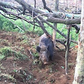 Tramonti, cinghiale in trappola liberato dai Carabinieri Forestale [FOTO]