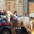 Ubriaco a cavallo denunciato per guida in stato di ebbrezza: scatta la sospensione della patente