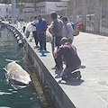 Vico Equense: balenottera morta rinvenuta nelle acque di Seiano /FOTO