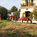 Vietri sul Mare, animali vaganti per le strade di Dragonea: pericolo per gli automobilisti [FOTO]