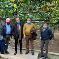 Visita ai limoneti della Costa d’Amalfi per Franco Picarone: «Uno scrigno di bellezze ineguagliabili»