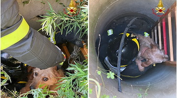 Cane cade in un pozzo nel salernitano, salvato dai Vigili del Fuoco