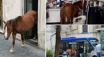 Cavallo entra in negozio e sale su un pullman: la scena insolita a Vietri sul Mare