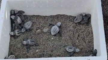 Diciotto nuove tartarughe Caretta Caretta nate sulla spiaggia di Maiori