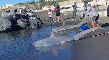 Due squali volpe spiaggiati a Torre del Greco: specie a rischio estinzione 