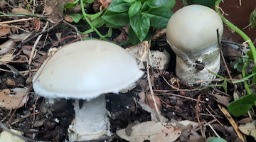 Funghi velenosi, quelli da non raccogliere assolutamente /foto