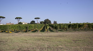 Impatto ambientale e sostenibilità del vino: la falanghina di una cantina campana al centro dello studio dell’Università di Torino