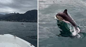 Lo spettacolo dei delfini che danzano nel mare della Costiera Amalfitana /VIDEO