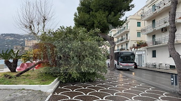 Maiori, forti raffiche di vento abbattono un albero sul lungomare [FOTO e VIDEO]