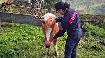 Monteforte Irpino, soccorsi tre pony abbandonati in un parco pubblico: erano denutriti e legati con una corda 