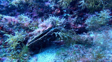 Pinna nobilis viva nei fondali di Punta Campanella: specie classificata "in pericolo critico"