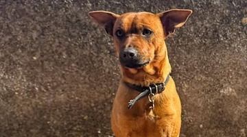 Scomparso a Nocera il cagnolino Burro: disperata la famiglia della Costiera Amalfitana