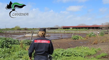 Sversamenti illeciti: denunciati i titolari di due aziende bufaline a Capaccio Paestum