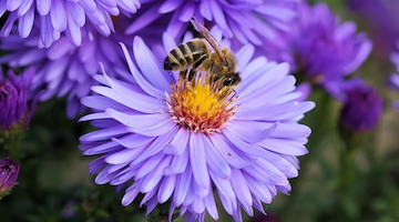 “The Greeners Amalfi Coast” presentano il progetto “Bee Builders” a tutela di api, farfalle e altri impollinatori