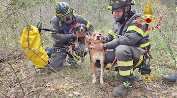 Vigili del Fuoco ritrovano i cani dispersi da ieri nel salernitano: Argo e Yuma tornano a casa