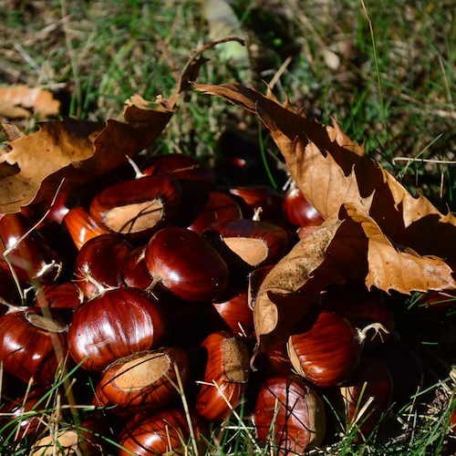 Castagne<br />&copy; Foto da Pexels