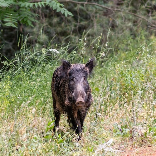 Cinghiale<br />&copy; Foto da Pexels