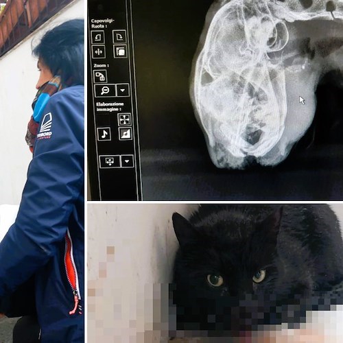 Amalfi, trovato gatto agonizzante con la mandibola fratturata: è fuori pericolo