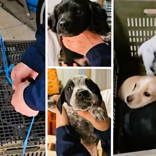 Cinque cuccioli abbandonati in una cassetta a Tramonti: messi in salvo da ENPA, ora cercano una casa