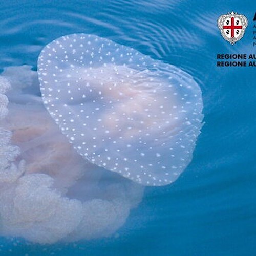 In Sardegna arriva la medusa a pois<br />&copy; ARPAS