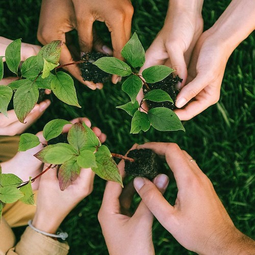 Piantare alberi<br />&copy; Foto da Pexels