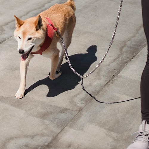 Cane a passeggio<br />&copy; Foto da Pexels