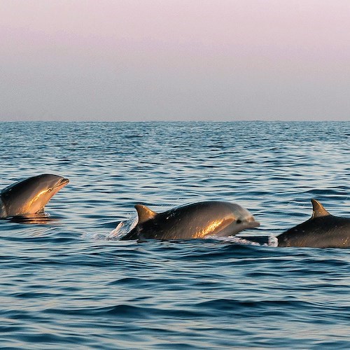 L'Area Marina Protetta Punta Campanella organizza corso di dolphin watching<br />&copy; Foto da Pexels