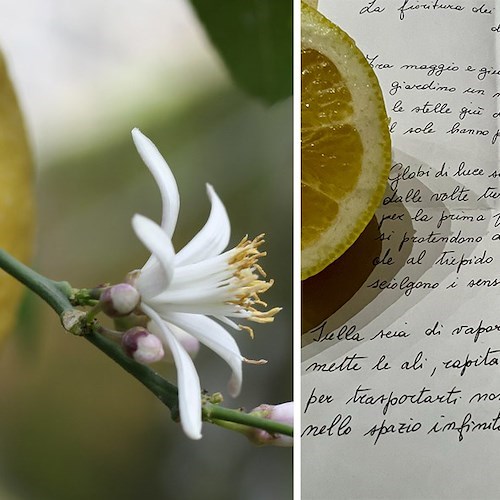 Raffaela Amato, la fioritura dei limoni: un anticipo di Paradiso. Il Vescovado Notizie