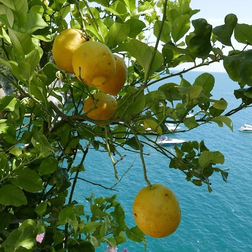 Limoneto<br />&copy; Massimiliano D'Uva