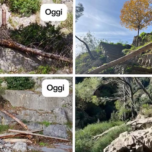 Positano, alberi caduti alla pineta di Montepertuso: lo sdegno della minoranza<br />&copy; Su Per Positano