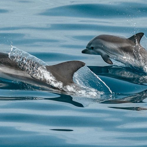 Delfini<br />&copy; Foto da Pexels