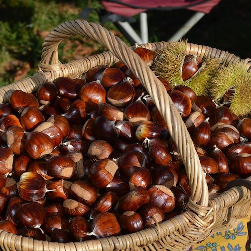 Castagne<br />&copy; Foto da Pexels