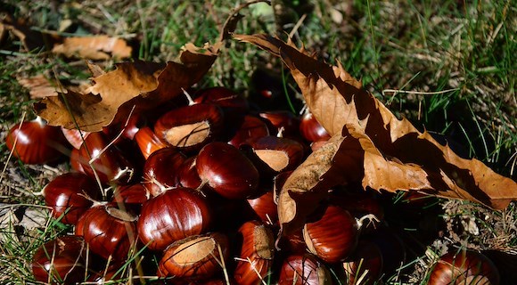 A Scala fervono i preparativi per la 47esima edizione della Festa della Castagna: si terrà 12, 13, 19 e 20 ottobre