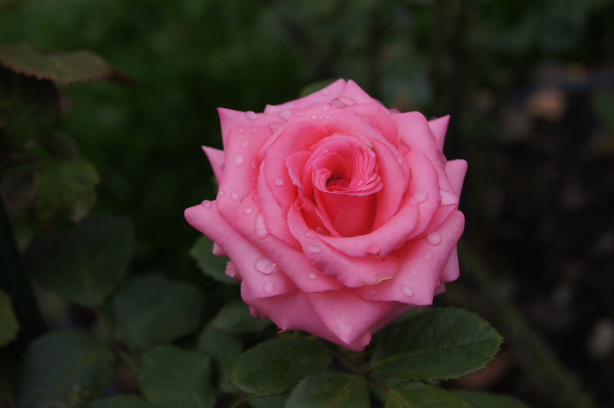 Il Vescovado Amalfi Piange La Scomparsa Della Signora Rosa Torre